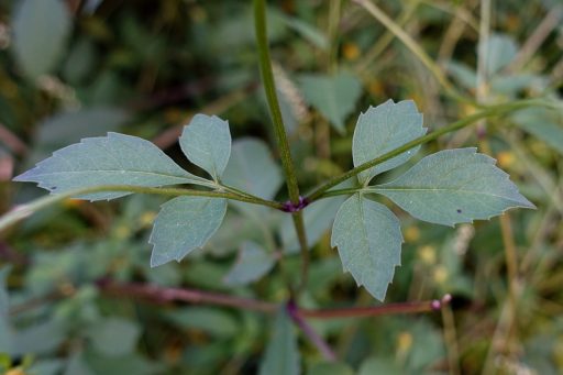 Bidens frondosa - leaves