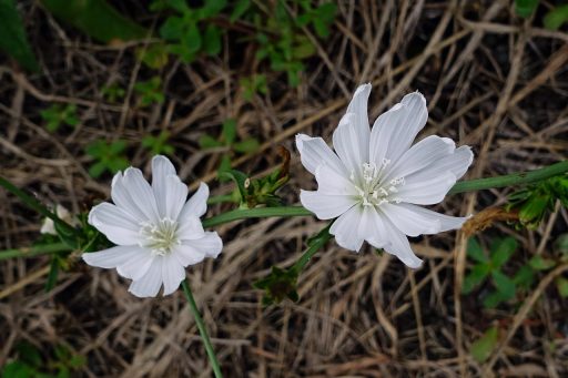 Cichorium intybus - white flowers