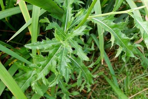 Cirsium arvense - leaves
