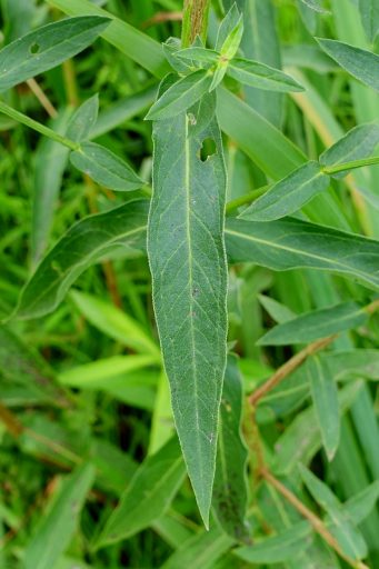 Lythrum salicaria - leaves