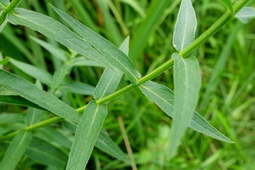 Lythrum salicaria - stem