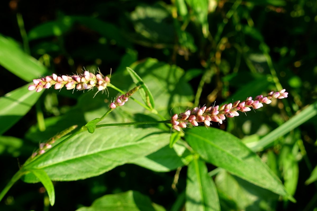 Persicaria Longiseta Wildflowers Of The National Capital Region