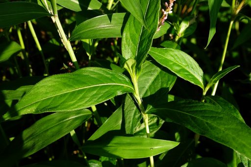 Persicaria longiseta - leaves