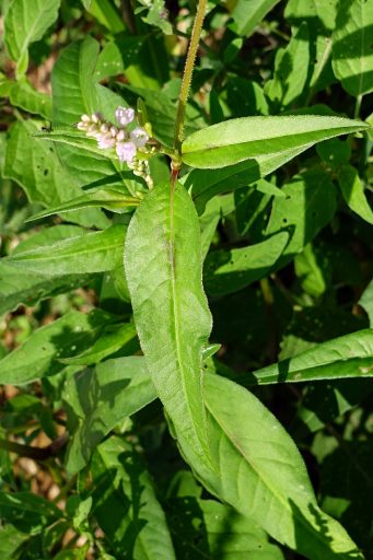 Persicaria pensylvanica - leaves