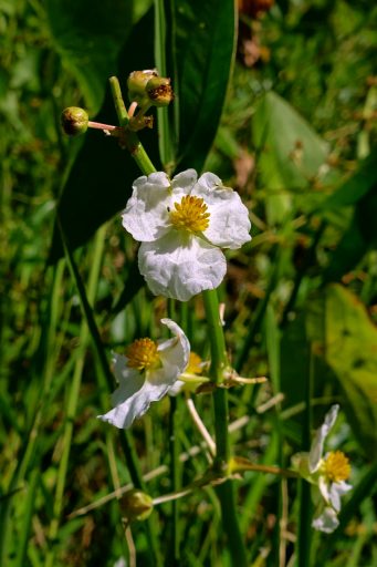 Sagittaria latifolia - male flower