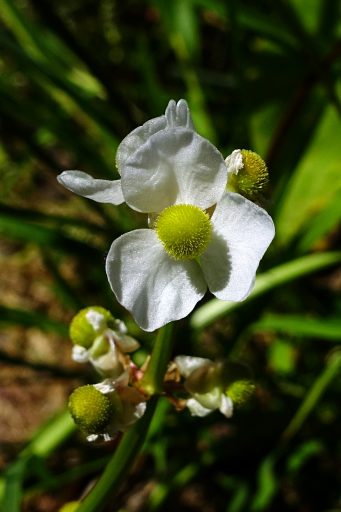 Sagittaria latifolia - female flower