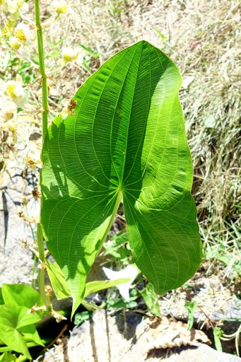 Sagittaria latifolia - leaves