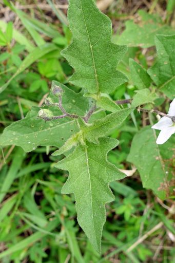 Solanum carolinense - leaves