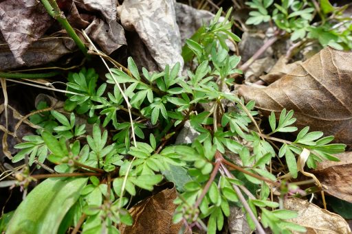 Erigenia bulbosa - leaves