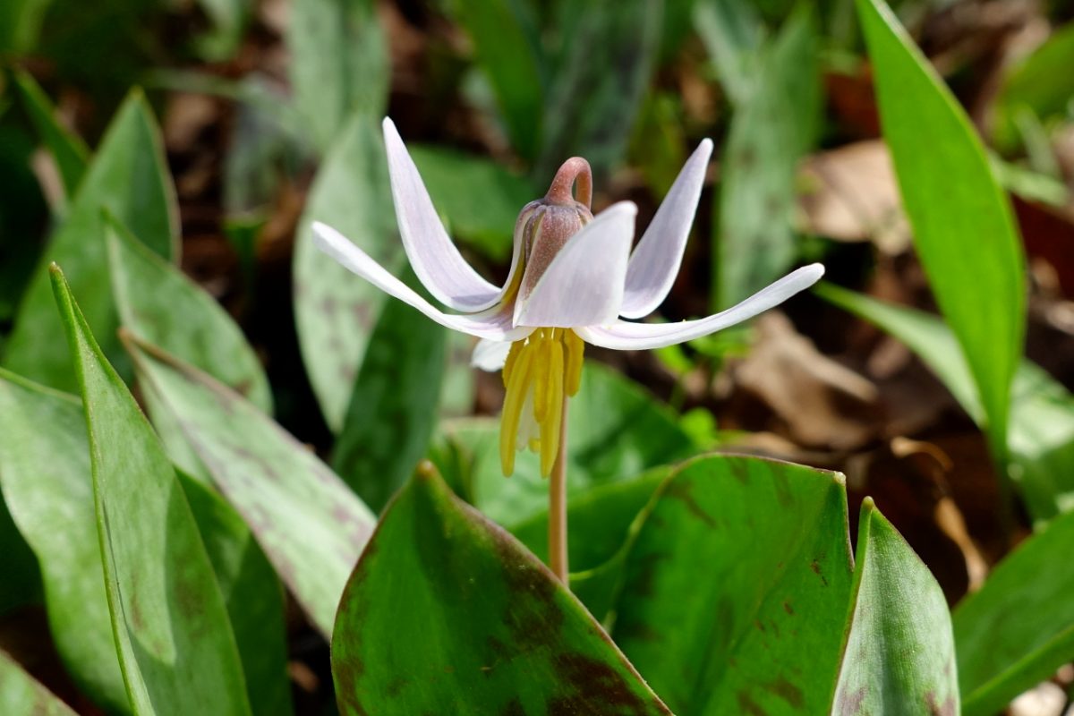 erythronium_albidum-1200x800.jpg