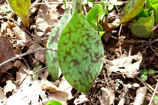 Erythronium albidum - leaves