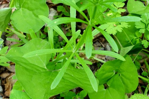Galium aparine - leaves