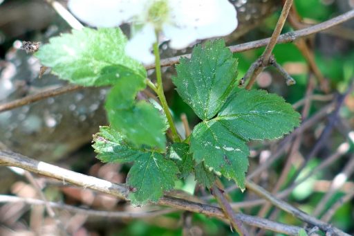 Rubus flagellaris - leaves