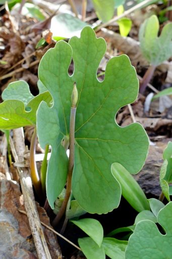 Sanguinaria canadensis - leaves