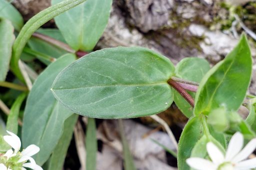 Stellaria pubera - leaves