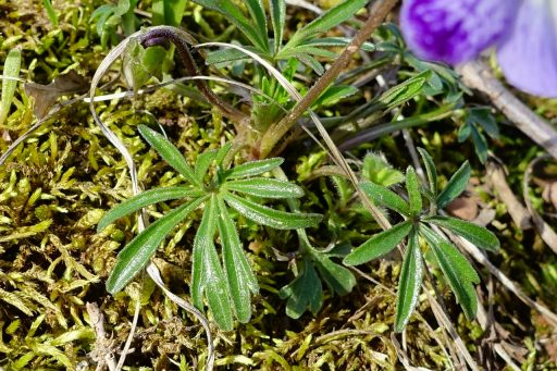 Viola pedata - leaves