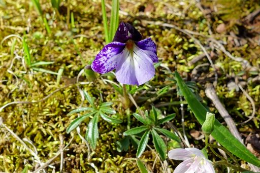 Viola pedata - plant