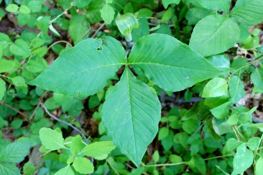 Arisaema triphyllum - leaves
