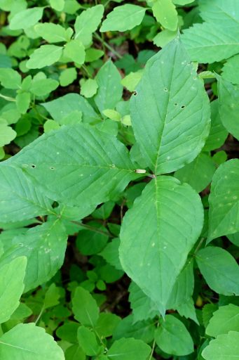 Arisaema triphyllum - leaves