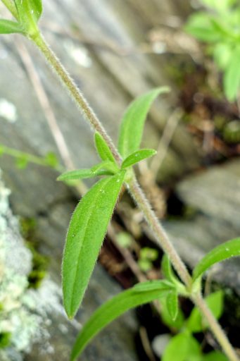 Cerastium arvense - leaves