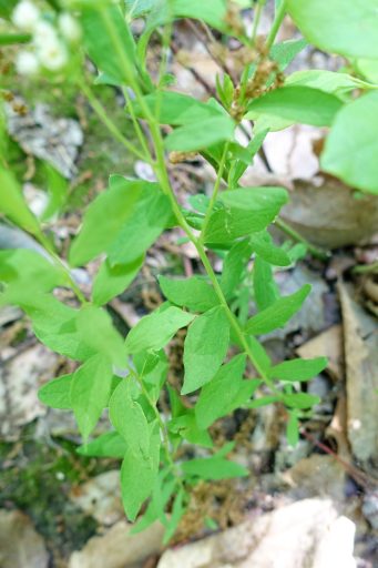 Comandra umbellata - leaves