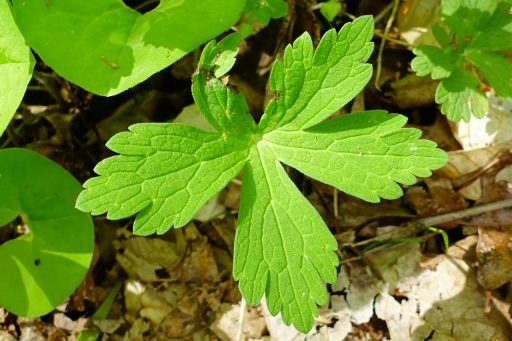 Geranium maculatum - leaves