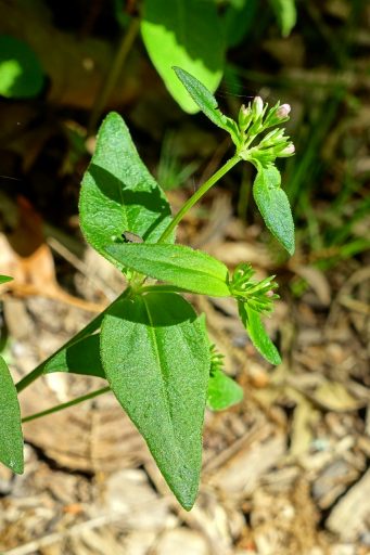 Houstonia purpurea - leaves