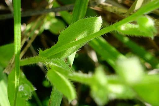 Myosotis verna - leaves