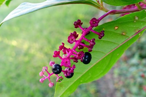 Phytolacca americana - fruit