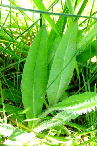 Pilosella caespitosa - leaves
