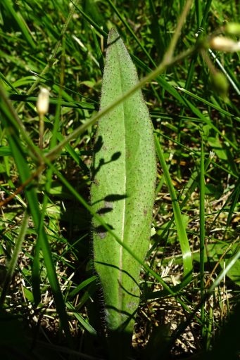 Pilosella caespitosa - leaves