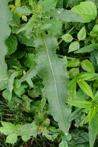 Rumex crispus - leaves