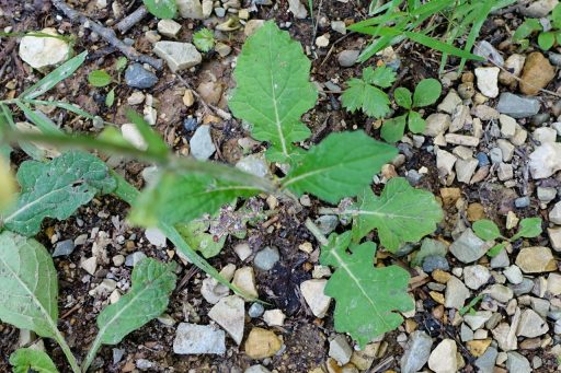 Salvia lyrata - leaves