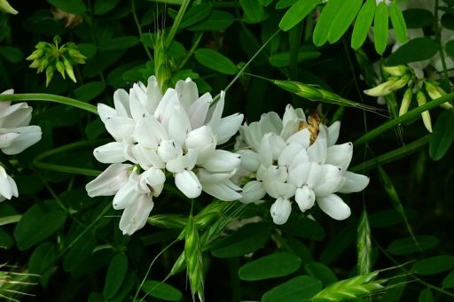 Securigera varia - white flowers