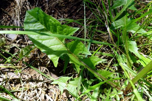 Taraxacum officinale - leaves