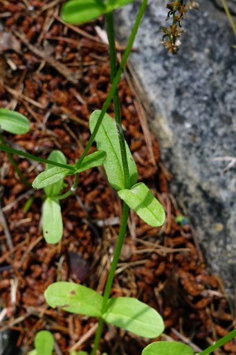 Valerianella radiata - leaves