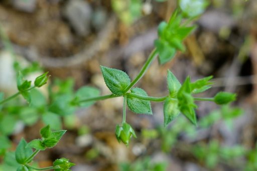 Arenaria serpyllifolia - leaves