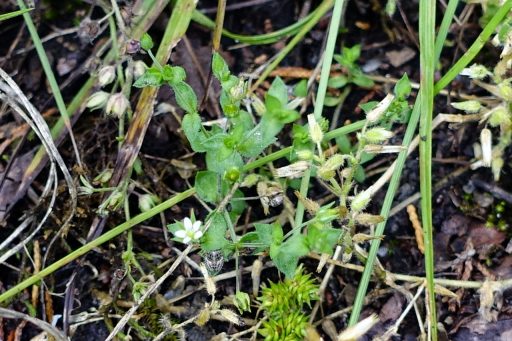 Arenaria serpyllifolia - plant