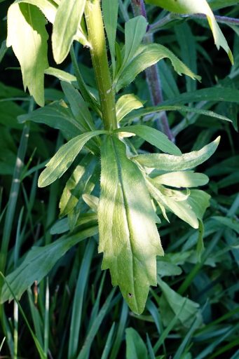 Erigeron annuus - leaves