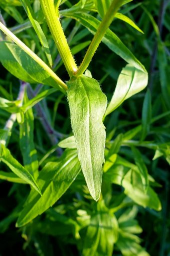 Erigeron annuus - leaves