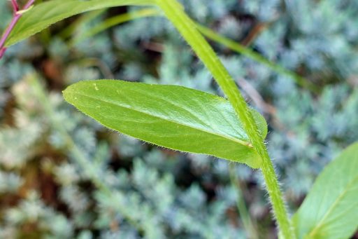 Erigeron philadelphicus - leaves