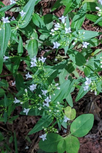 Houstonia purpurea - plants