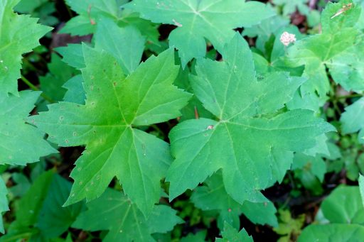 Hydrophyllum canadense - leaves