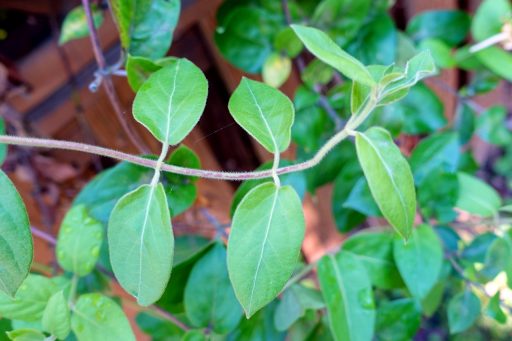 Lonicera japonica - leaves