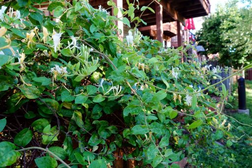 Lonicera japonica - plants