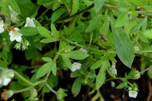 Phacelia dubia - leaves