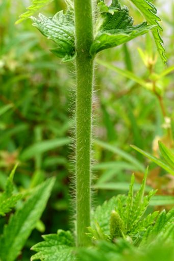 Agrimonia parviflora - stem
