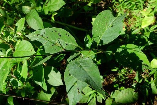 Persicaria virginiana - leaves