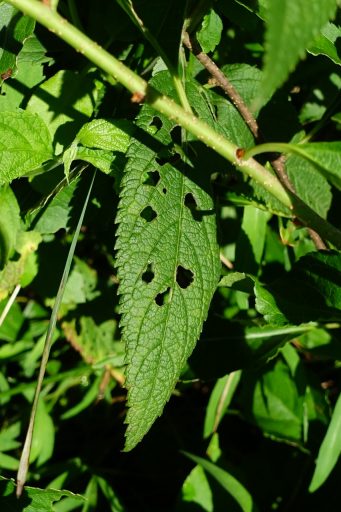 Teucrium canadense - leaves