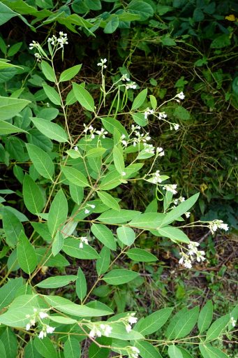 Apocynum androsaemifolium - plants